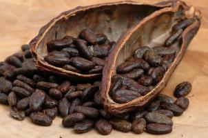 raw cocoa